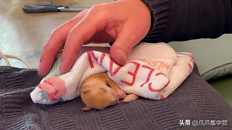 宠物松鼠当妈妈了，好心帮它清理小窝，它却把松鼠宝宝扔了？