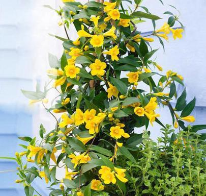 法国香水茉莉怎样施肥,香水茉莉不开花用什么肥