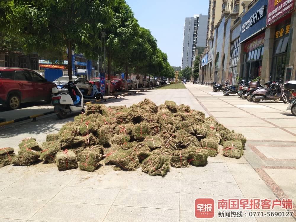 开发商地砖上种草皮被质疑突击,开发商原有的绿化被业委会乱种