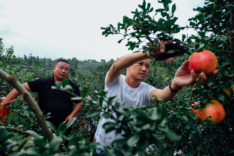 石榴上色裂果什么原因怎么防治,石榴裂果什么原因怎么防治