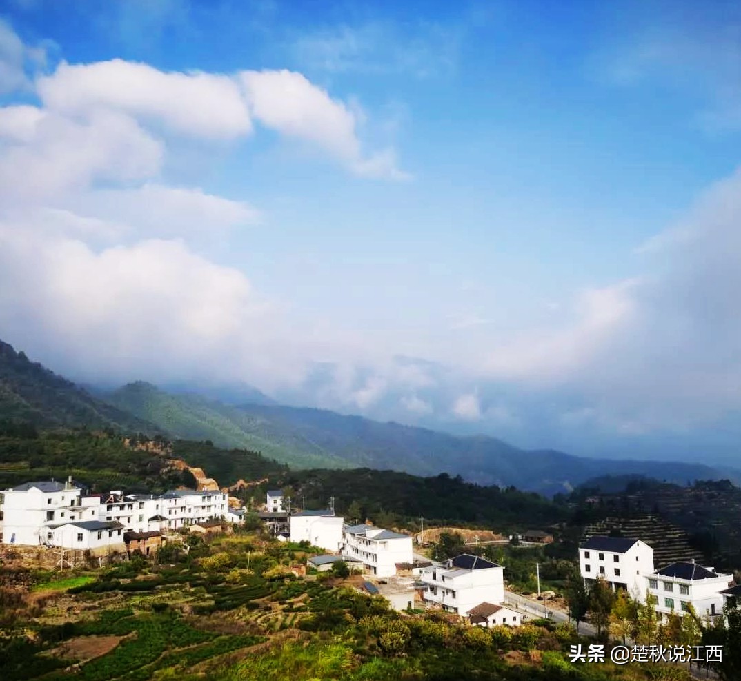 江西武陵红茶,江西最好的红茶