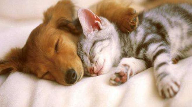 猫狗体外驱虫把虫驱到哪里去了,猫狗驱虫正确姿势