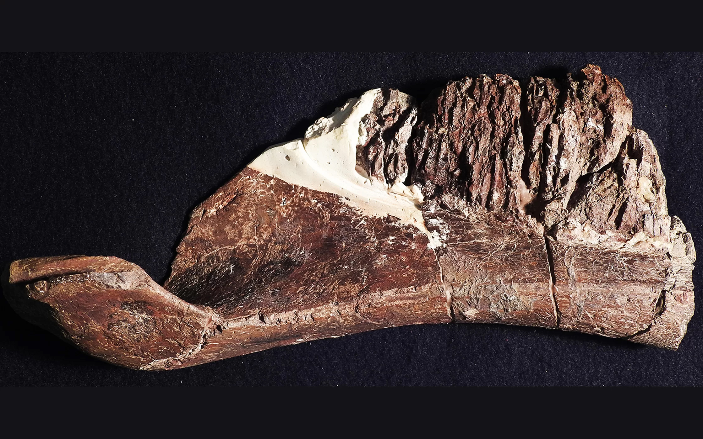 科学家发现新鹰鼻鸭嘴恐龙，由于长得太怪，不知道该怎么形容