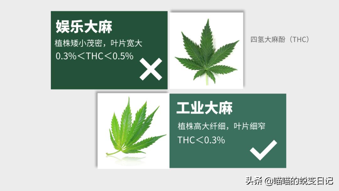 薇娅推荐+欧美国家断货，*麻大**CBD凭什么成为护肤网红成分扛把子？
