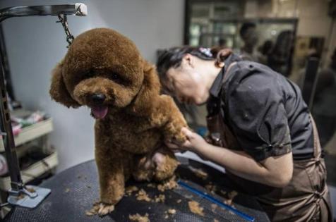 手把手教宠物美容泰迪头部,泰迪狗美容新手教程