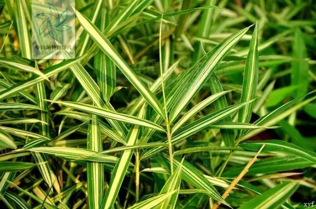 26种竹子大全,26种竹子的特别之处