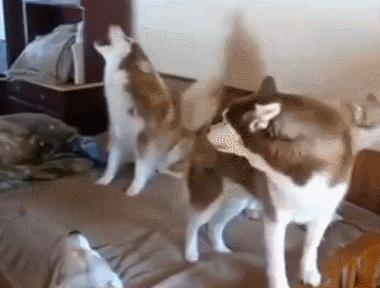 狗狗总是叫唤性格不好吗,狗狗总是叫个不停如何制止