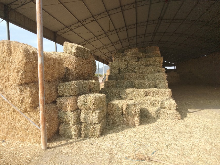 青贮秸秆喂羊方法,农作物秸秆喂羊