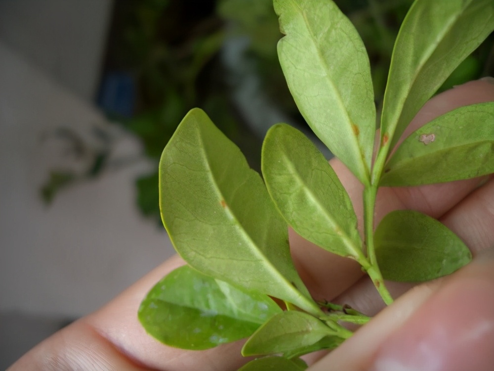 米兰怎么养护才会开花,米兰开花不香的原因及解决方法