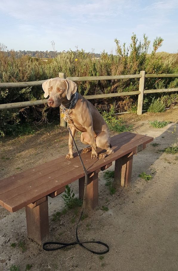 狗狗见狗就咬怎么纠正,狗看到陌生人就乱叫如何制止