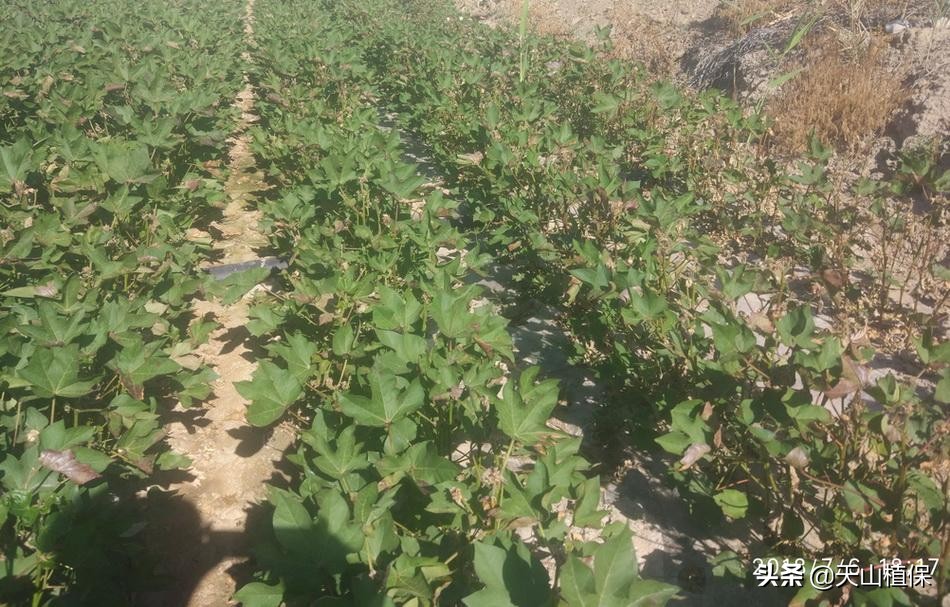 高温天气棉花旱了怎么补救,高温打顶如何促进结桃