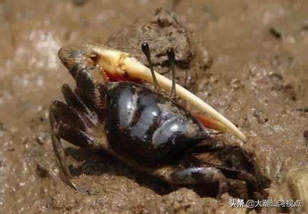 作为潮汕人，这89种海鲜你都能对上号吗