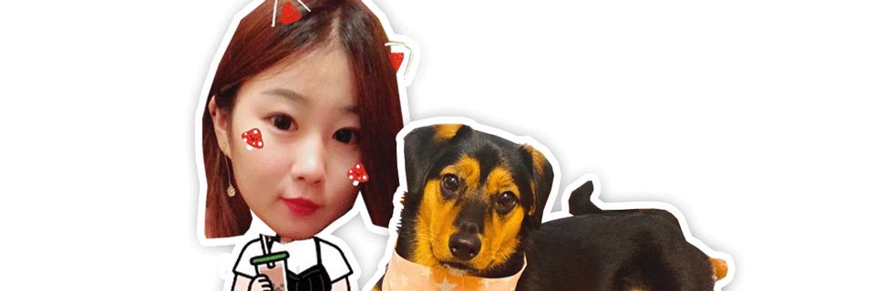 狗狗尿频尿急尿不尽，多半是膀胱炎惹的祸，到底是怎么回事？