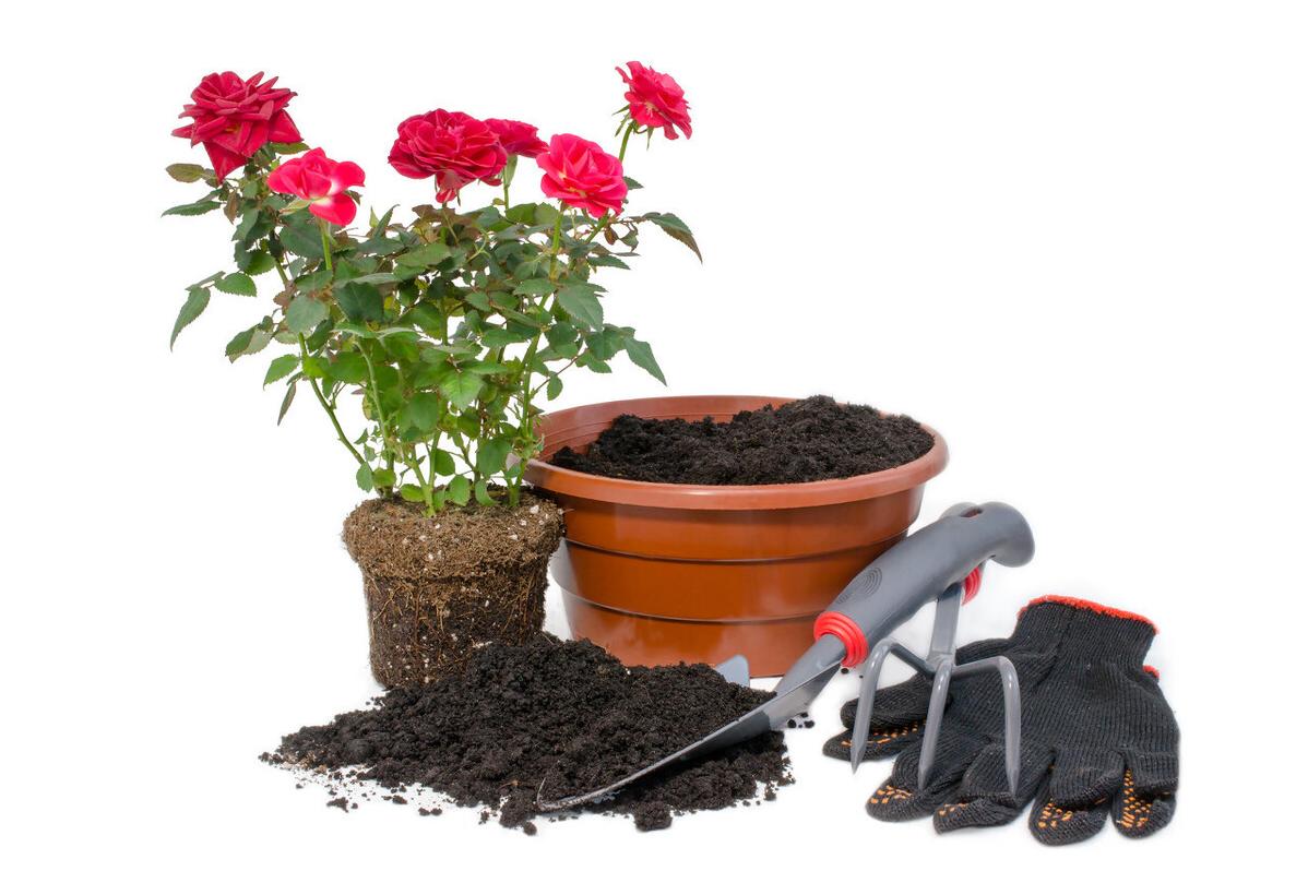 玫瑰花花期多长一年四季都开花么,玫瑰花种子发芽到开花的全过程