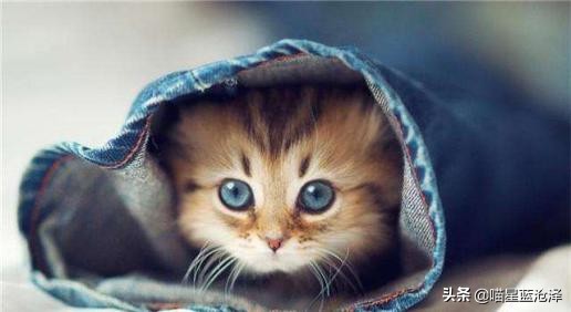 猫咪洗澡攻略如何正确地给猫洗澡,怎么给猫咪洗澡用什么洗