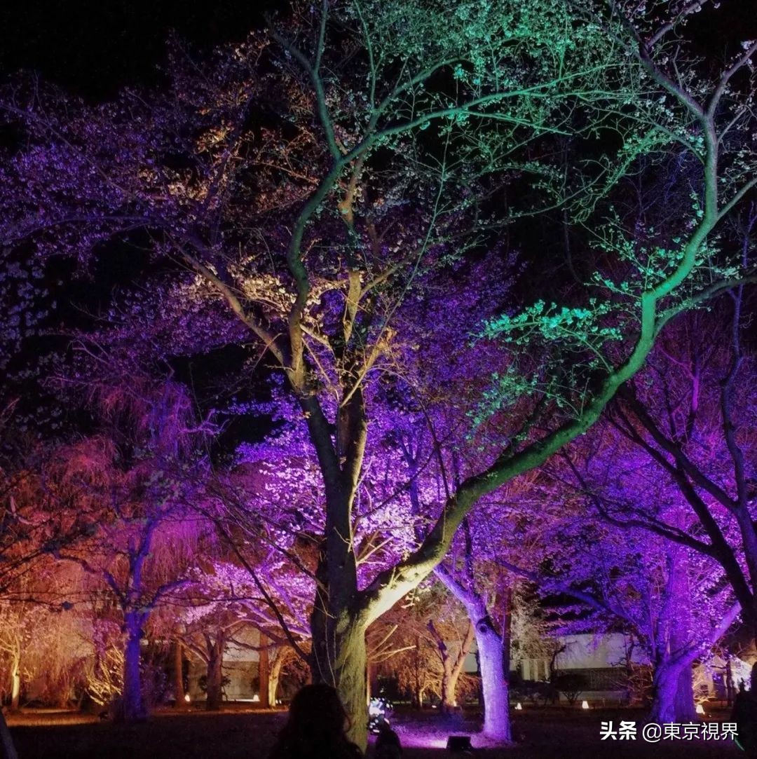 我在京都,攒下一整个春日的绝美樱色送给你。