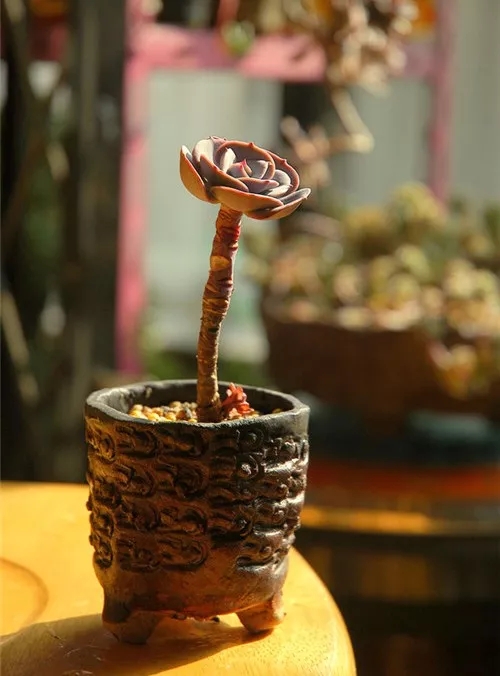 多肉老桩速成法根本用不了三五年,多肉怎么养成老桩小技巧