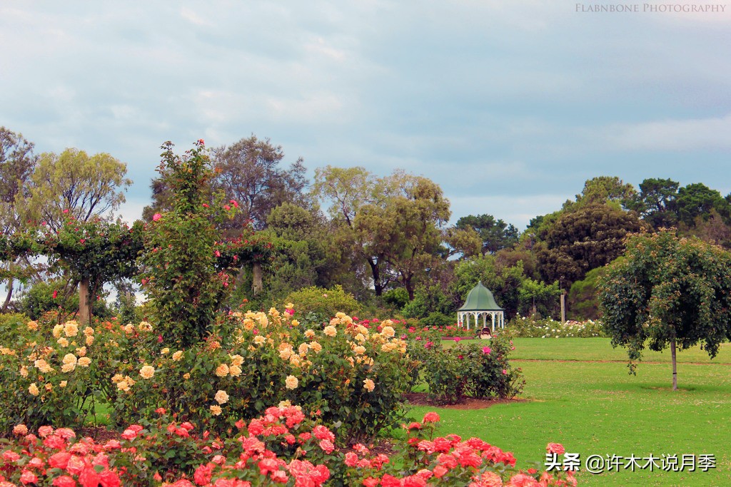 月季为什么黄叶带斑,月季浇水过多黄叶如何挽救