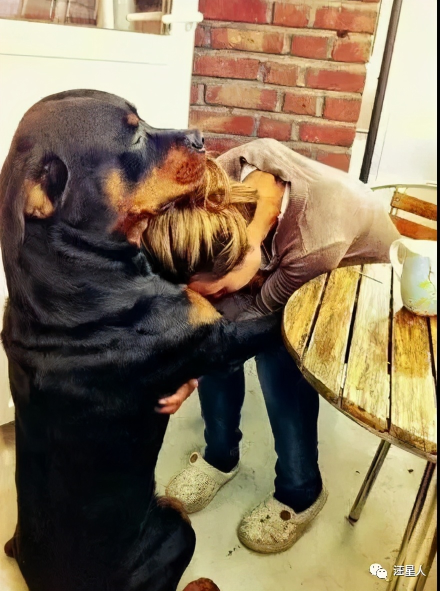 金毛训练抱腿,金毛抱住腿