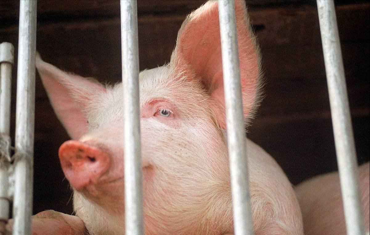 五连跌后收涨停,猪价2涨2跌10月行情如何走