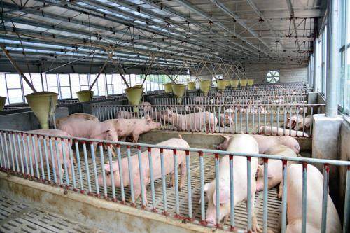 猪咳嗽有什么土方法,猪咳嗽最快止咳方法