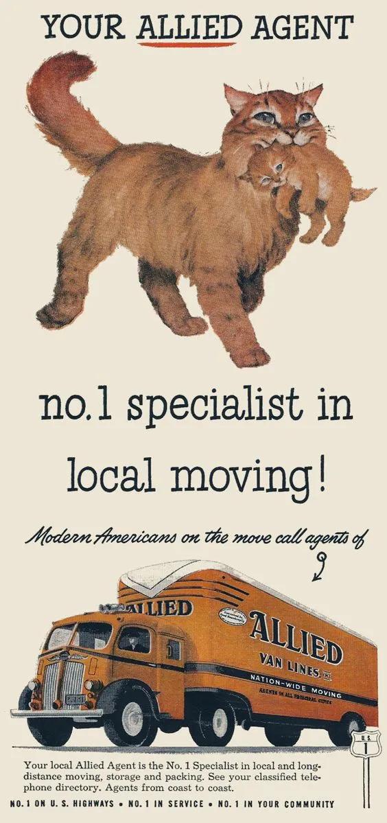 为什么古早广告会出现猫,为何古早广告中经常出现猫