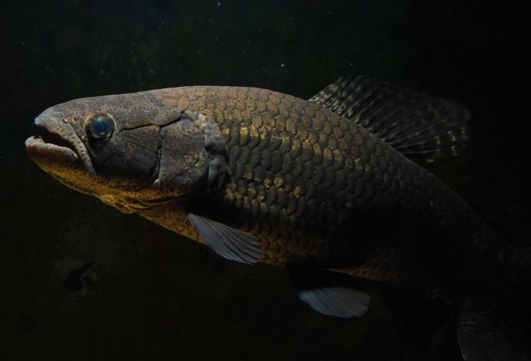 冷门高端观赏鱼有哪些鱼,比较好养的冷门观赏鱼小鱼