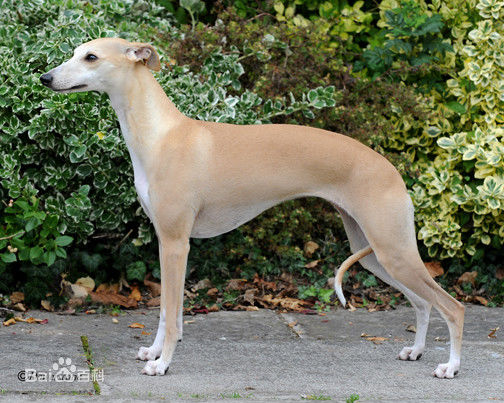 不掉毛无体味性格温顺的小型犬,宠物狗大全表