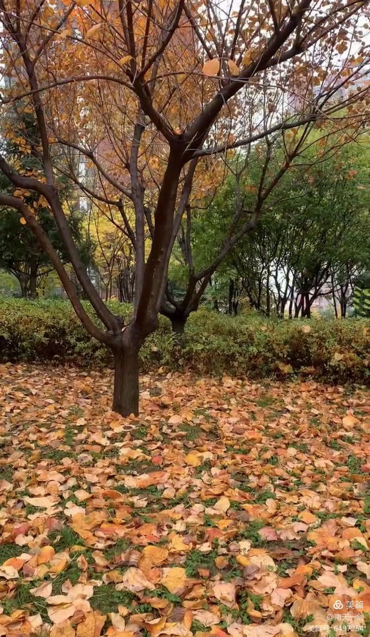 霜降粤语歌曲,霜降翻唱版