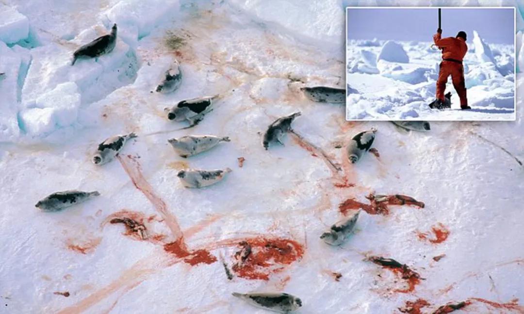 猎杀海豹，吃肉不吃素？！原住民们怒怼动保组织：站着说话不腰疼