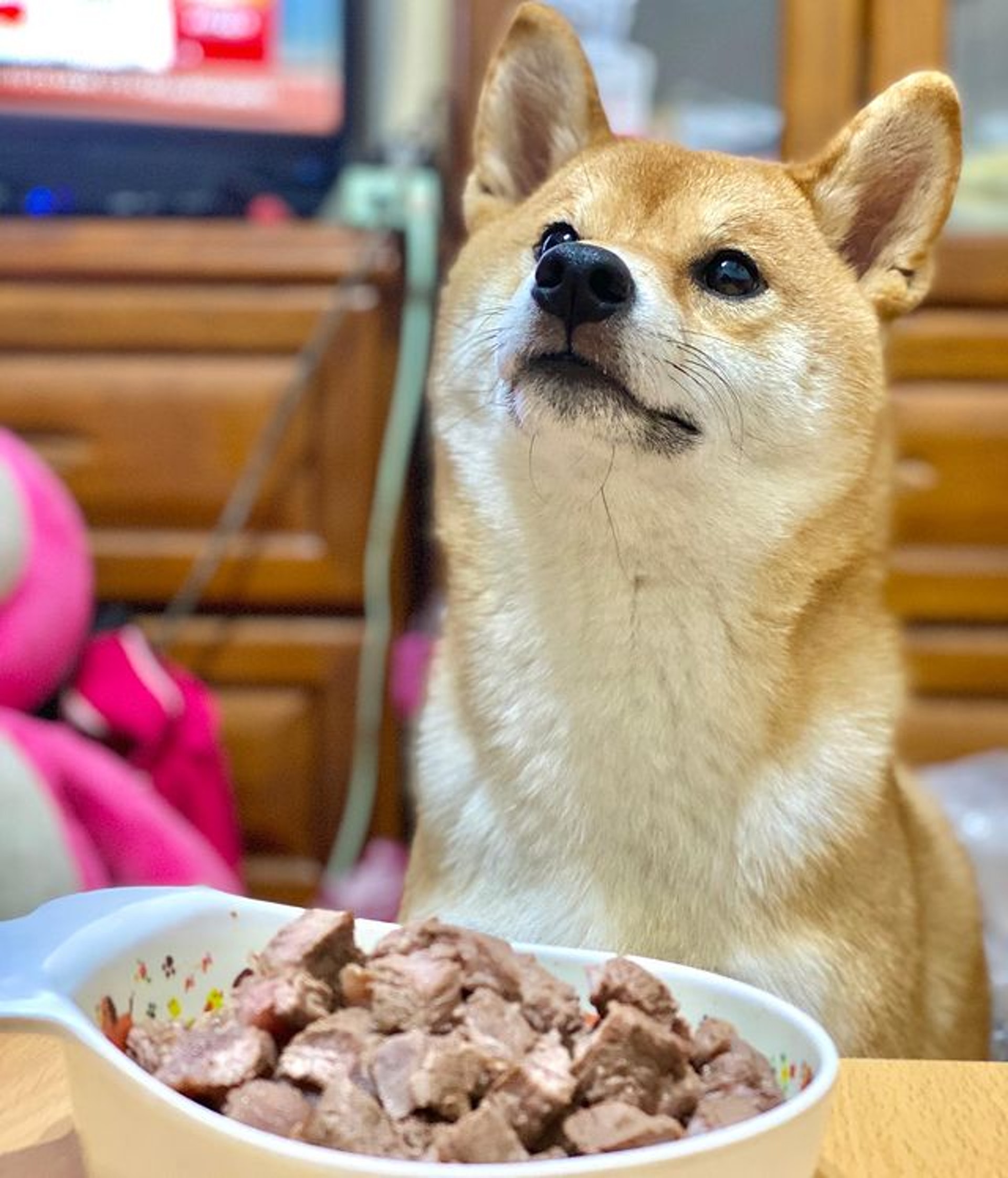 胆小柴犬遇神秘东西秒被吓跑　吓到脸歪、弹起反应笑翻网民