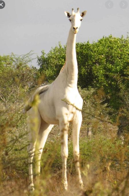 肯尼亚纯白色长颈鹿母子被猎杀,肯尼亚两只纯白长颈鹿遭猎杀