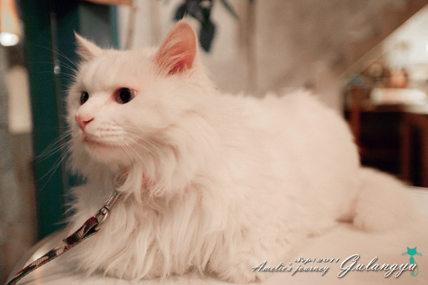 旅行去鼓浪屿攻略,厦门鼓浪屿旅游全攻略