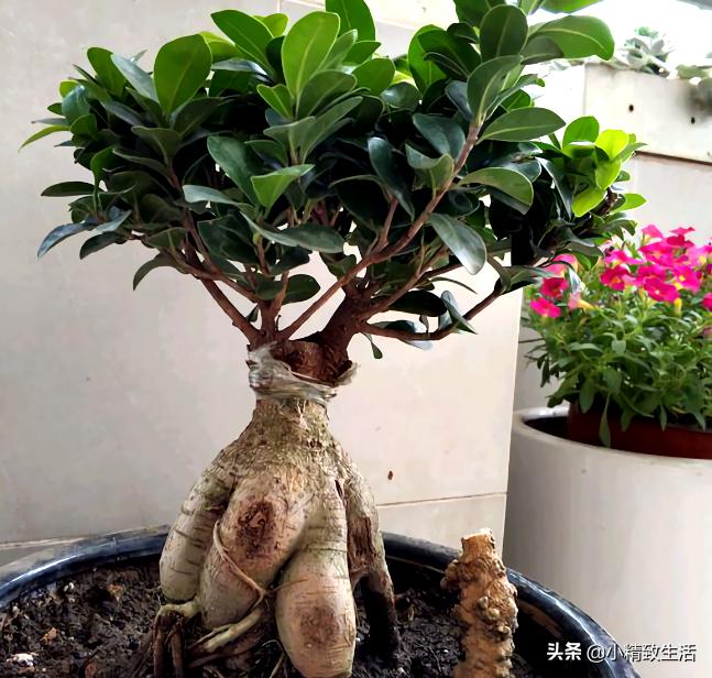 参榕是怎么养成的,养人参榕树用什么土
