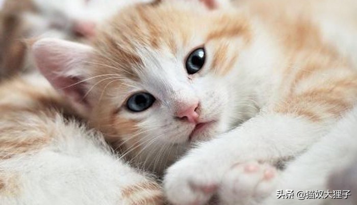 有泰迪养猫需要注意什么,贫民窟女孩养猫注意事项