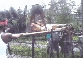 阿三赚钱是真的吗,阿三和奶牛