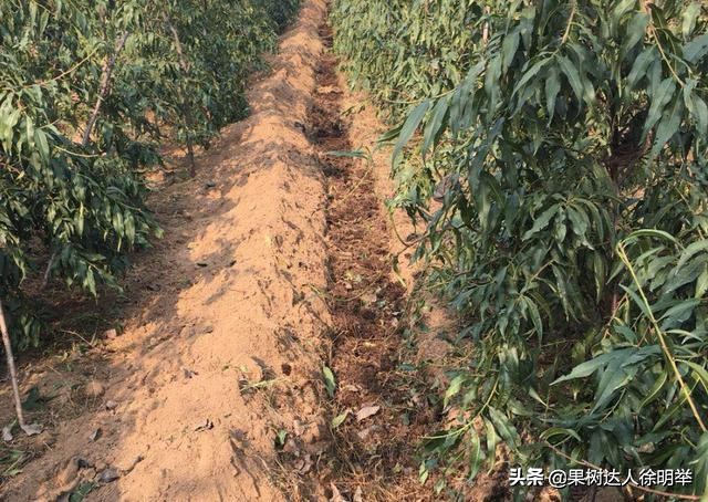 桃子成熟以后裂核怎么回事,桃子桃核裂开怎么回事