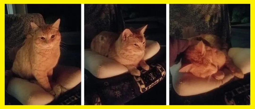 与陌生的猫接触,两只不认识的猫咪相遇会发生什么