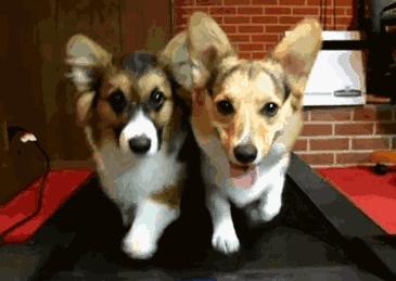 狗狗一兴奋就漏尿这是病吗,狗狗一兴奋就尿尿怎么回事