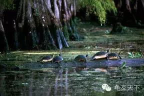 创造自然龟龟环境（翻译国外文章）