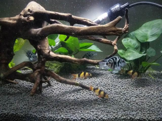 国狮金鱼白点病可以喂鱼食吗,鱼生白点病还可以吃鱼食吗