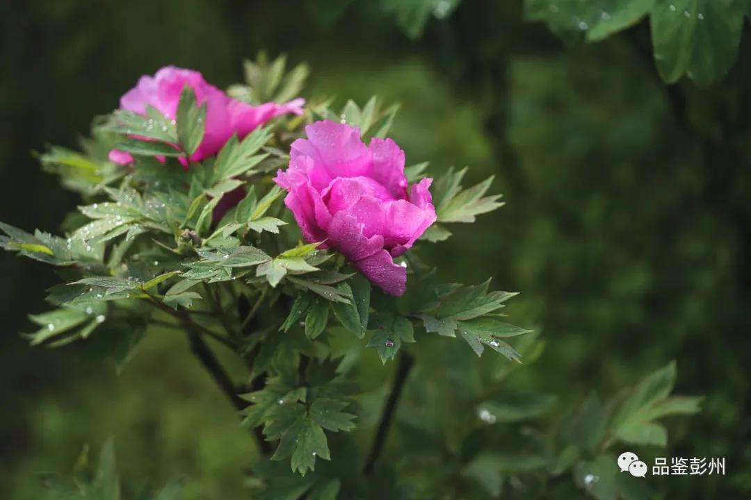 牡丹花开惹人醉鸟语花香,牡丹花开国色天香惹人醉