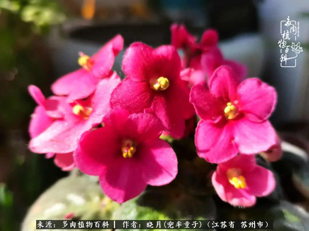 六年时间环游22个国家,却被多肉小萌物征服