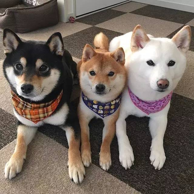 柴犬不让人碰它的脚怎么办,柴犬不让摸腿摸还咬人怎么回事