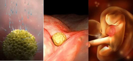 胎儿的发育全过程及注意事项,胎儿发育40周全过程纪录片