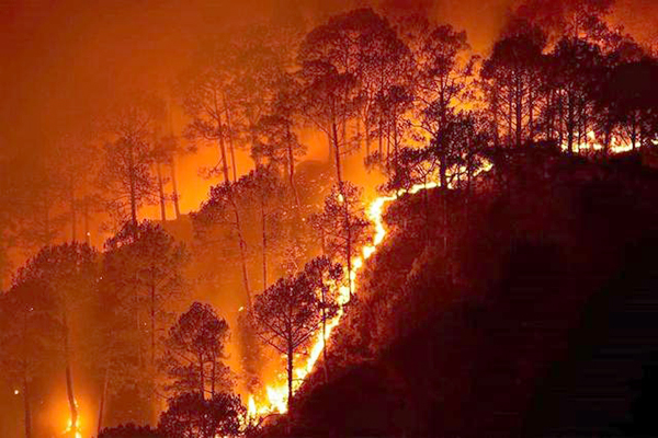 火的操控者——桉树，真正诠释了野火烧不尽，春风吹又生