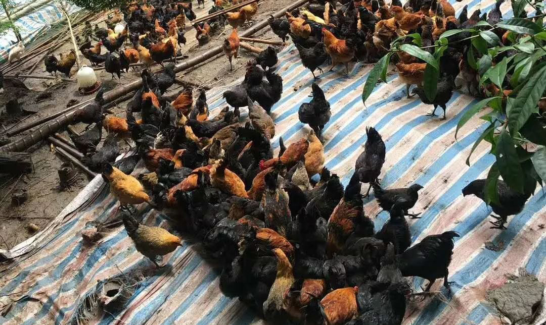 农村小伙养了十只黑鸡,回乡养本地黑鸡的90后小伙
