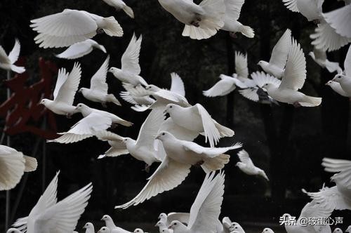 信鸽使命必达视频,使命必达怎么做