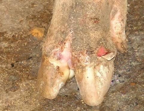 养羊口疮怎么治,羊口鼻上生疮原因