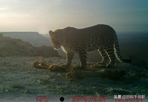 西亚现存最强大的猫科猛兽,史上最凶猛的八大猫科动物